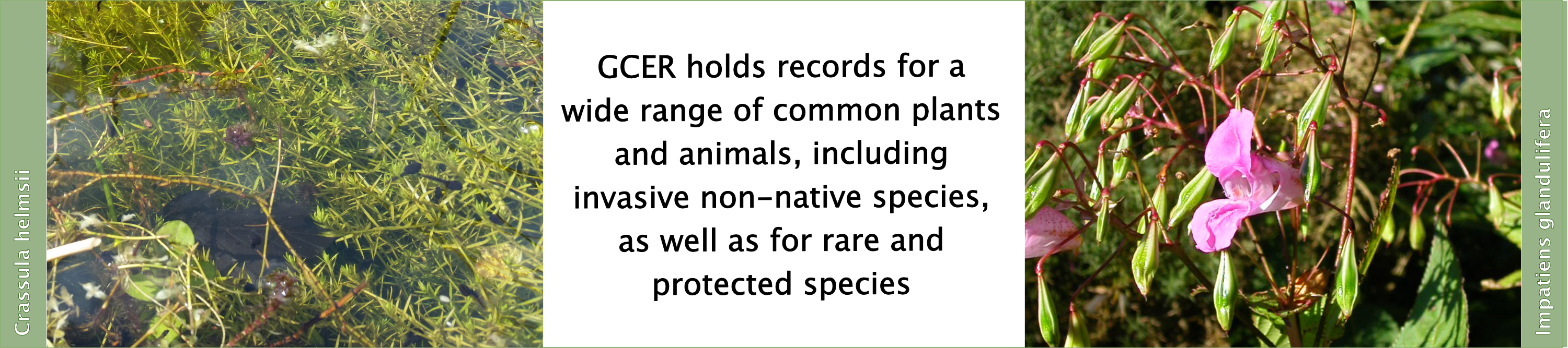 New Zealand Pigmyweed and Himalayan balsam images: GCER keeps records of invasive species as well as protected rarities